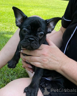 Photo №4. Je vais vendre bouledogue en ville de Bonn. annonce privée - prix - 360€