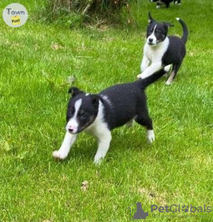 Photo №1. border collie - à vendre en ville de Milan | 250€ | Annonce №117950