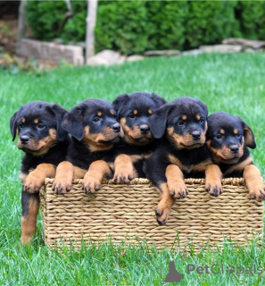 Photo №1. rottweiler - à vendre en ville de Madrid | 750€ | Annonce №160482