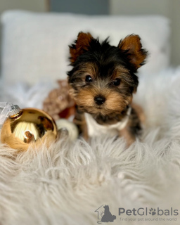 Photo №3. Adorable chiot Yorkie disponible pour adoption. USA