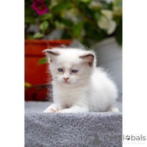 Photo №1. ragdoll - à vendre en ville de Glencoe | 350€ | Annonce № 174389