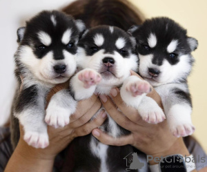 Photo №1. husky de sibérie - à vendre en ville de Helsinki | négocié | Annonce №118953