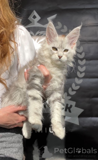 Photo №2 de l'annonce № 140841 de la vente maine coon - acheter à Fédération de Russie de la fourrière