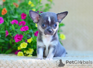 Photo №3. Fille de Chihuahua. Fédération de Russie