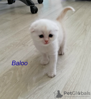Photo №3. Chatons Scottish Fold. Fédération de Russie