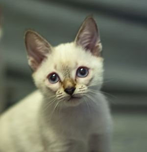 Photos supplémentaires: Derniers chatons du champion du monde Leonardo Sanchitos