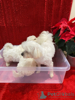 Photo №3. Magnifiques chiots Maltipoo.. La Grande-Bretagne