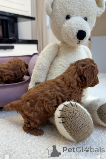 Photo №2 de l'annonce № 157432 de la vente caniche (jouet) - acheter à La Grande-Bretagne annonce privée