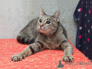 Photo №2 de l'annonce № 155411 de la vente  - acheter à Fédération de Russie annonce privée