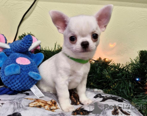 Photo №3. Chiots chihuahua disponibles. Allemagne