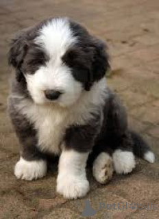 Photo №2 de l'annonce № 136796 de la vente bearded collie - acheter à Allemagne 
