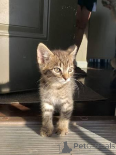 Photo №4. Je vais vendre scottish fold en ville de Géorgie.  - prix - Gratuit