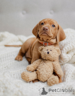 Photo №1. braque hongrois à poil court - à vendre en ville de Minsk | 1125€ | Annonce №138823