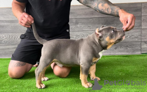 Photos supplémentaires: Chiots American Bully Pocket