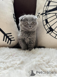 Photo №1. scottish fold - à vendre en ville de Cologne | Gratuit | Annonce № 109734