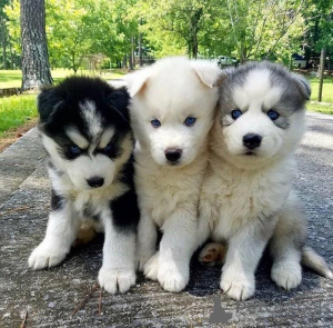 Photo №1. husky de sibérie - à vendre en ville de Heidelberg | négocié | Annonce №170192