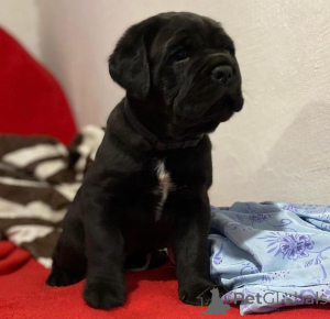 Photo №2 de l'annonce № 155090 de la vente cane corso - acheter à Allemagne éleveur