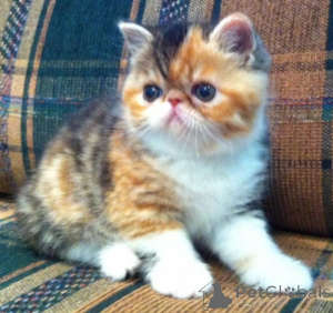 Photo №1. exotic shorthair - à vendre en ville de Baumur | négocié | Annonce № 162302