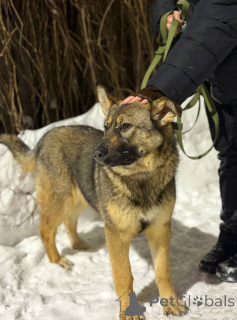 Photo №2 de l'annonce № 165691 de la vente  - acheter à Fédération de Russie annonce privée