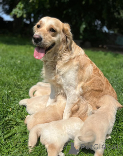 Photo №1. golden retriever - à vendre en ville de Špindlerův mlýn | 610€ | Annonce №148576