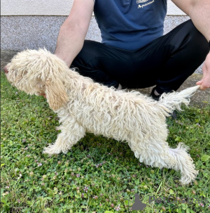 Photo №2 de l'annonce № 140534 de la vente chien d'eau romagnol - acheter à Serbie 