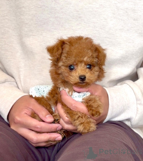 Photo №2 de l'annonce № 163989 de la vente caniche (jouet) - acheter à Allemagne éleveur
