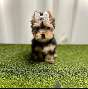 Photo №2 de l'annonce № 110528 de la vente yorkshire terrier - acheter à USA annonce privée, éleveur