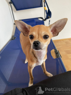 Photo №1. chihuahua - à vendre en ville de Зальцбург | 150€ | Annonce №43866