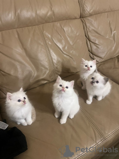 Photo №3. 4 chatons sacrés birmans, âgés de 7 semaines. Allemagne