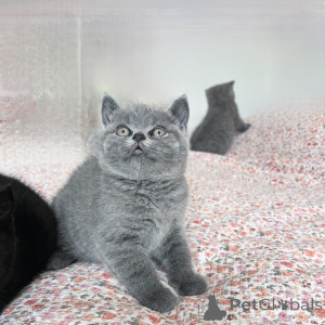 Photo №4. Je vais vendre british shorthair en ville de Mannheim. éleveur - prix - négocié