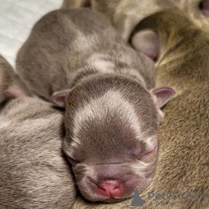 Photos supplémentaires: Chiot bouledogue français, exotique