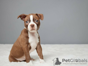 Photo №3. Chiots Boston Terrier. La finlande