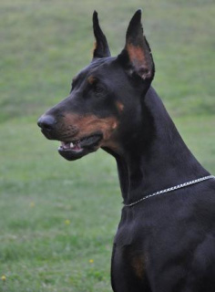 Photo №2 de l'annonce № 1128 de la vente dobermann - acheter à Fédération de Russie de la fourrière