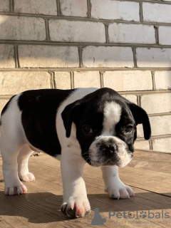 Photo №4. Je vais vendre bouledogue en ville de Лукоянов. annonce privée - prix - 185€