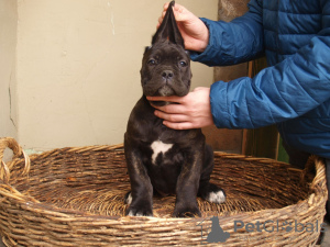 Photos supplémentaires: Chiots cane corso à vendre