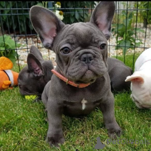 Photo №1. bouledogue - à vendre en ville de Alpbach | négocié | Annonce №165617
