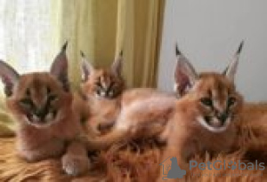 Photo №1. caracal - à vendre en ville de Ruka | Gratuit | Annonce № 130725