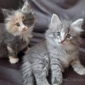 Photo №2 de l'annonce № 161519 de la vente chat des forêts norvégiennes - acheter à La finlande annonce privée, éleveur
