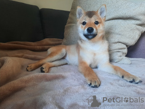 Photo №3. Femelle Shiba à vendre. Pologne