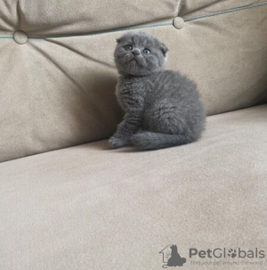 Photo №2 de l'annonce № 89447 de la vente scottish fold - acheter à République Tchèque 