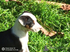 Photo №3. Border-Collie-Welpe. Allemagne