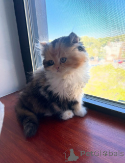 Photo №1. persan - à vendre en ville de Leipzig | négocié | Annonce № 165341