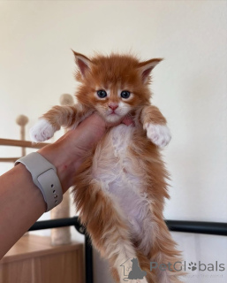 Photo №1. maine coon - à vendre en ville de Munich | 300€ | Annonce № 150583