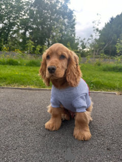 Photo №1. cocker spaniel anglais - à vendre en ville de Ansubrg | 600€ | Annonce №169613