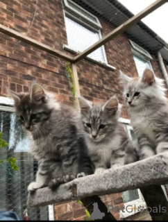 Photo №3. Maine-Coon-Kätzchen. Danemark