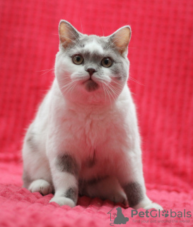 Photo №4. Je vais vendre british shorthair en ville de Magnitogorsk. de la fourrière - prix - négocié