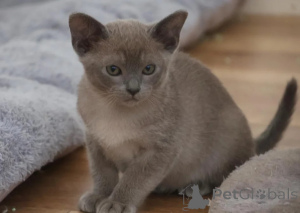 Photo №1. burmese - à vendre en ville de Hofheim am taunus | 350€ | Annonce № 178032