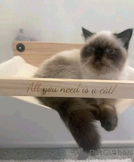 Photo №3. Himalaya-kätzchen zur adoption. Allemagne