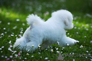 Photos supplémentaires: Chiot mâle Bichon Frison