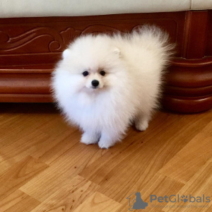 Photos supplémentaires: Chiots de Poméranie espiègles